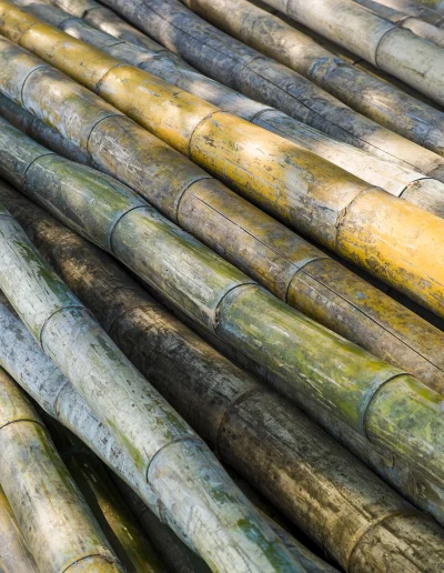 Cannes Sucre Martinique Coco soley