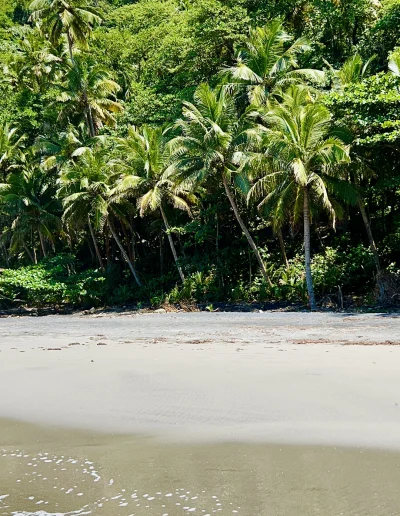 Plage sable noir cocotiers