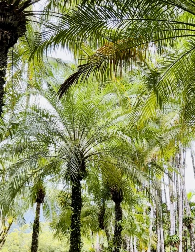 Fleurs Exotique Jardin Balata