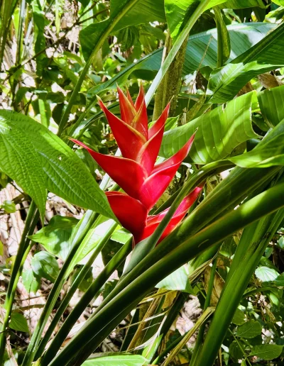 Fleurs Exotique Jardin Balata