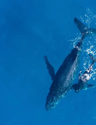 Baleines Martinique cocosoley