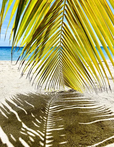 Nature Coco soley Martinique