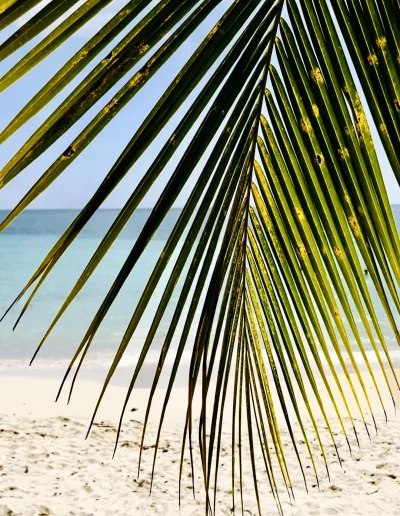 plage Cocosoley Martinique