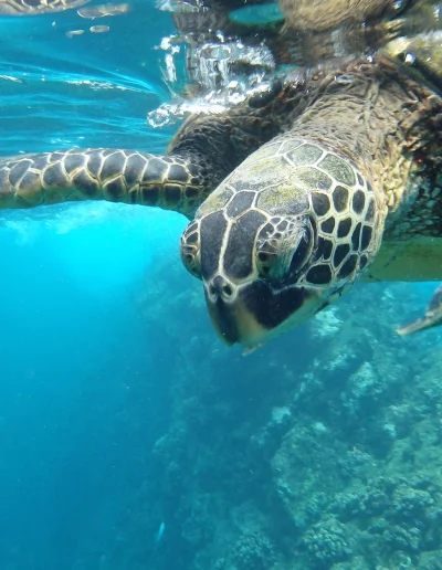 Tortues en martinique