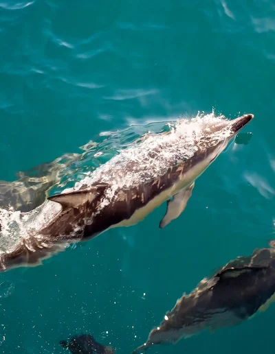 Voir des dauphins en Martinique