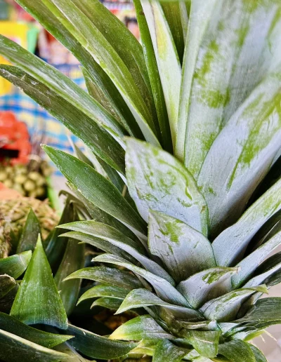 Ananas de Martinique au diamant Coco Soley