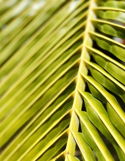 Feuille de palmier Martinique Coco Soley