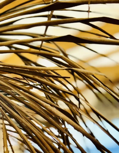 Feuille de palmier séchée martinique Coco Soley