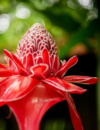 Rose Porcelaine Martinique