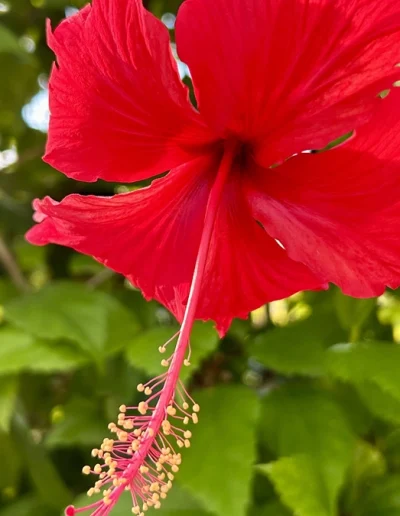 Le jardin Coco soley