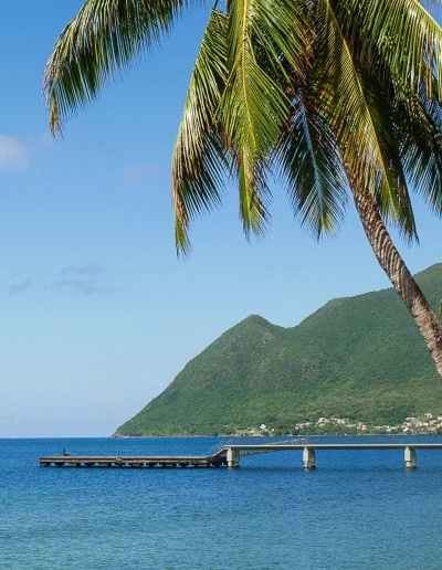 Le verts des forêt de martinique
