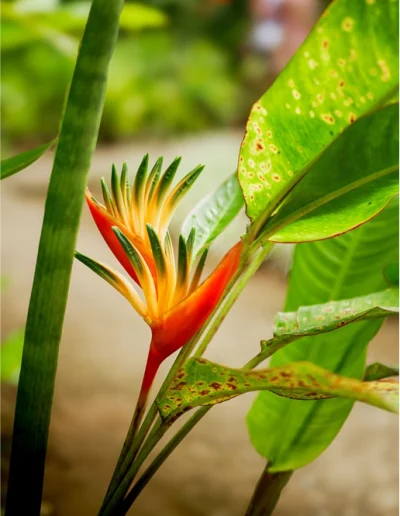 Fleur oiseau de paradis Martinique