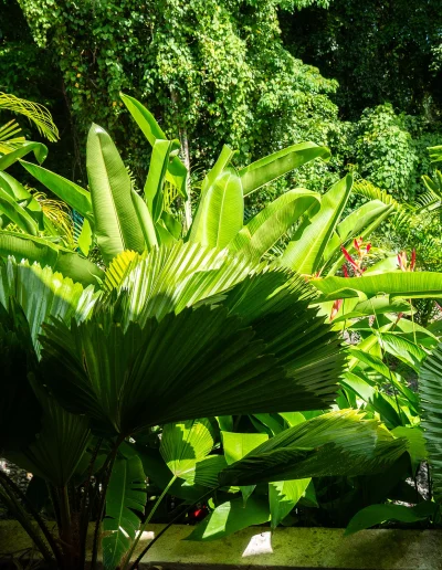 Coco Soley Piscine jardin