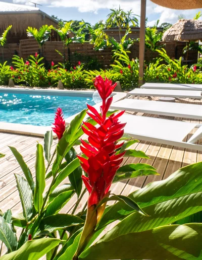 Coco Soley Piscine Jardin